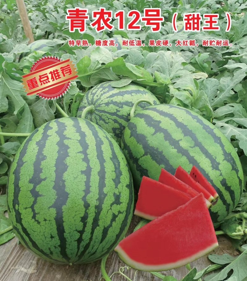 青农12号甜王早熟糖度15，大红瓤小黑籽小薄皮