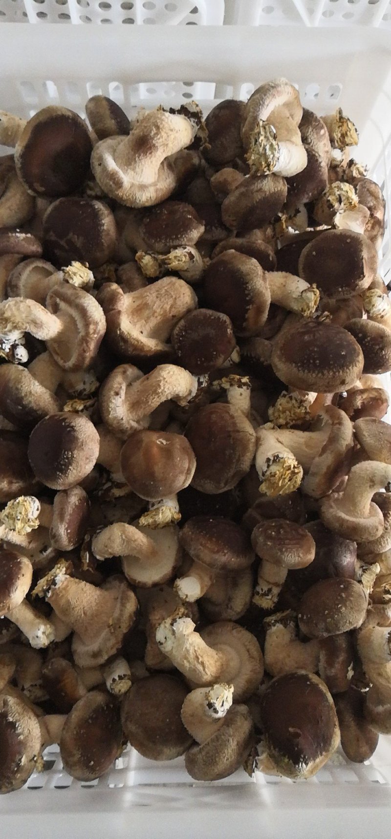 香菇808（王各庄利东食用菌合作社）