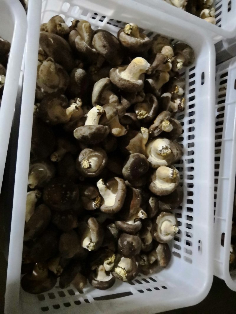 香菇808（王各庄利东食用菌合作社）