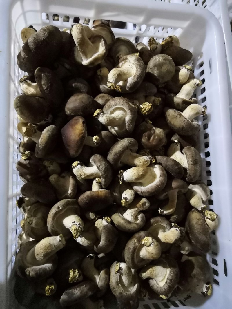 香菇808（王各庄利东食用菌合作社）