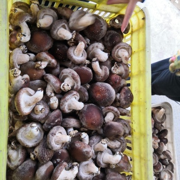 香菇808（王各庄利东食用菌合作社）