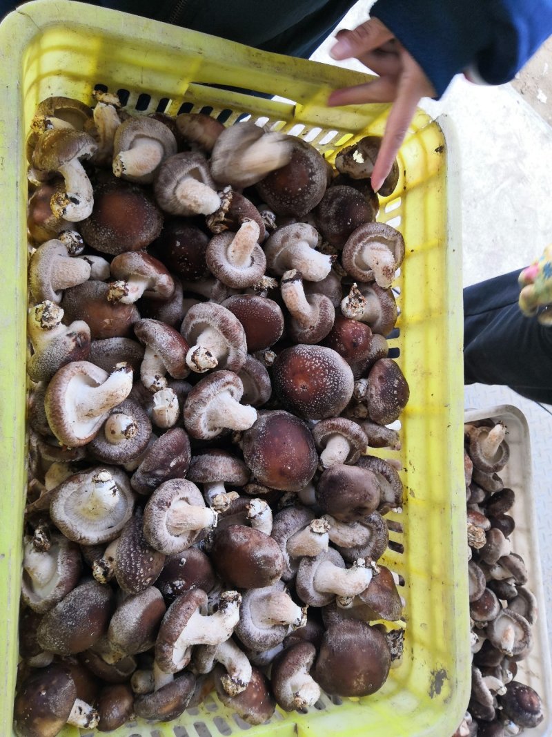 香菇808（王各庄利东食用菌合作社）