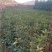 桂花高1米，1.2米，1.5米，2米等有货