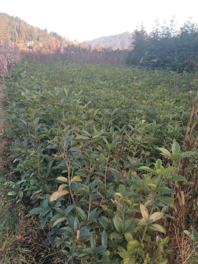 桂花高1米，1.2米，1.5米，2米等有货