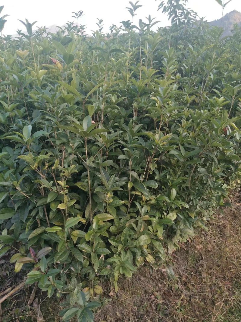 桂花高1米，1.2米，1.5米，2米等有货
