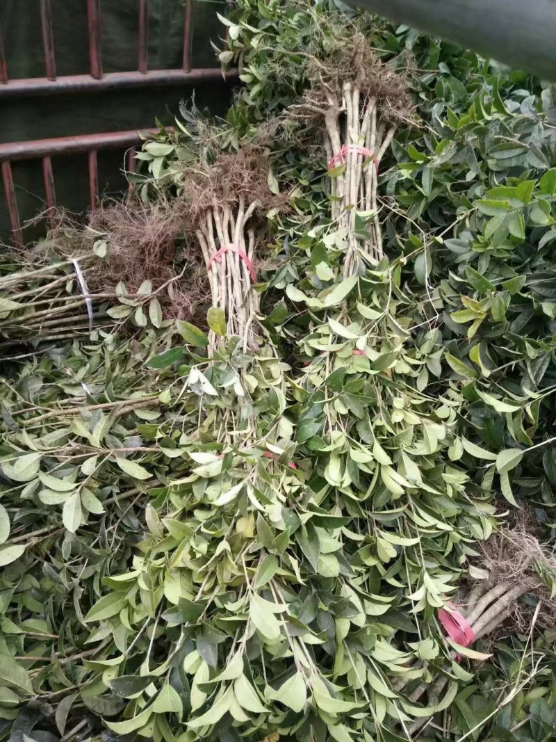 桂花高1米，1.2米，1.5米，2米等有货
