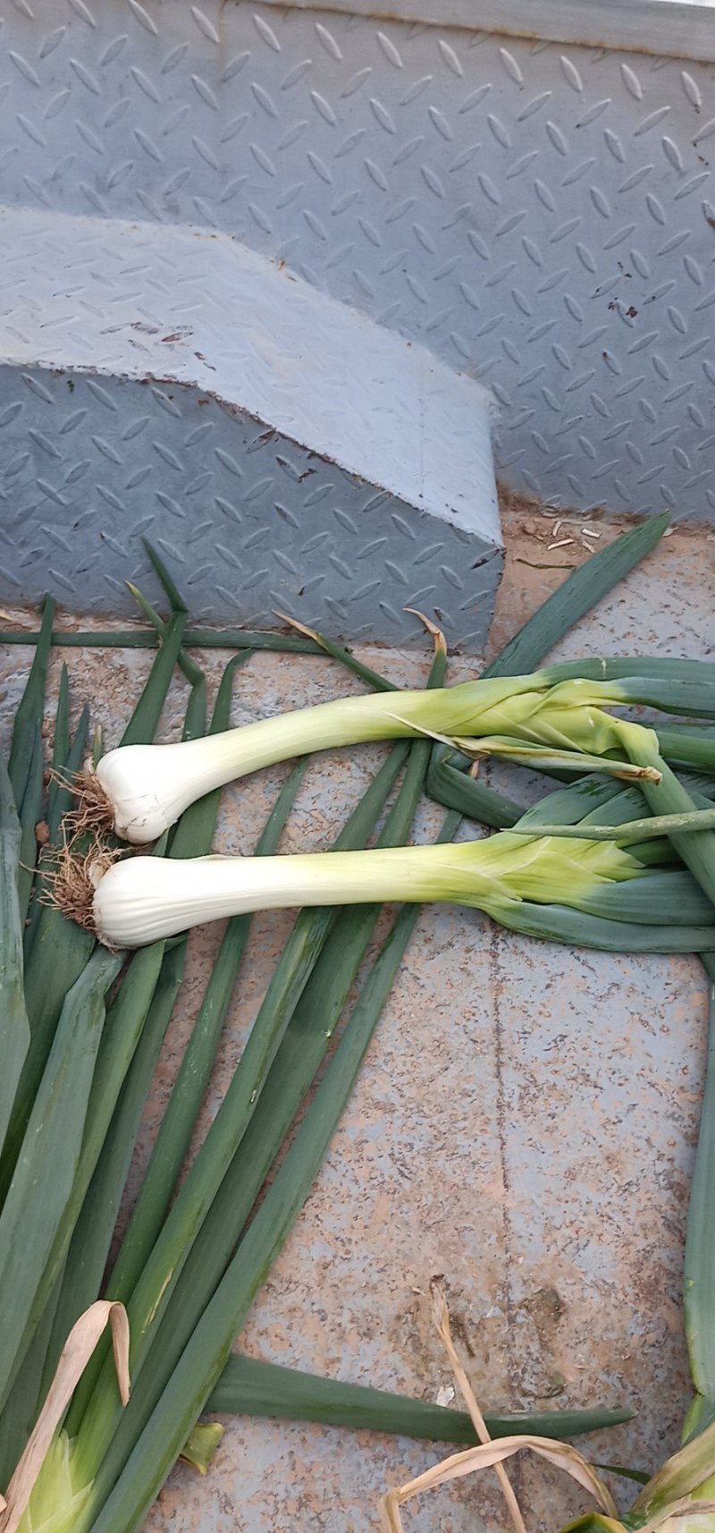 鸡腿大葱毛葱3cm左右20~25cm