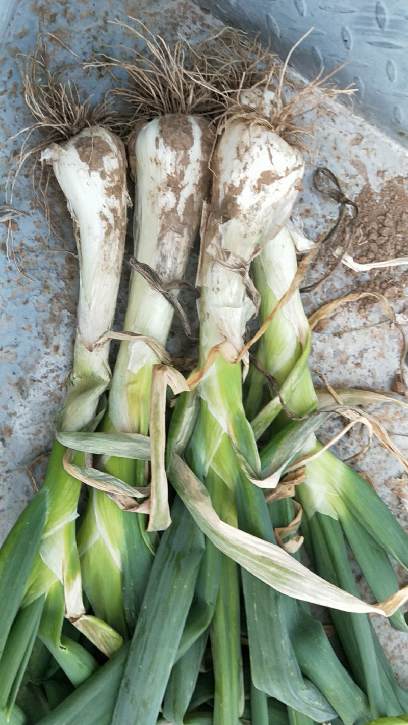 鸡腿大葱毛葱3cm左右20~25cm