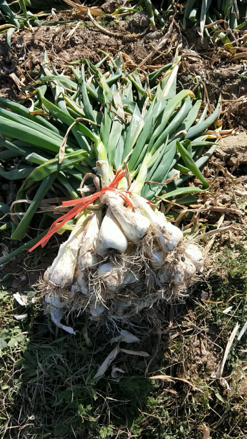 鸡腿大葱毛葱3cm左右20~25cm