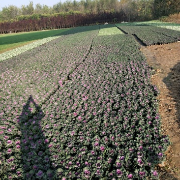 冬季草花甘蓝出售