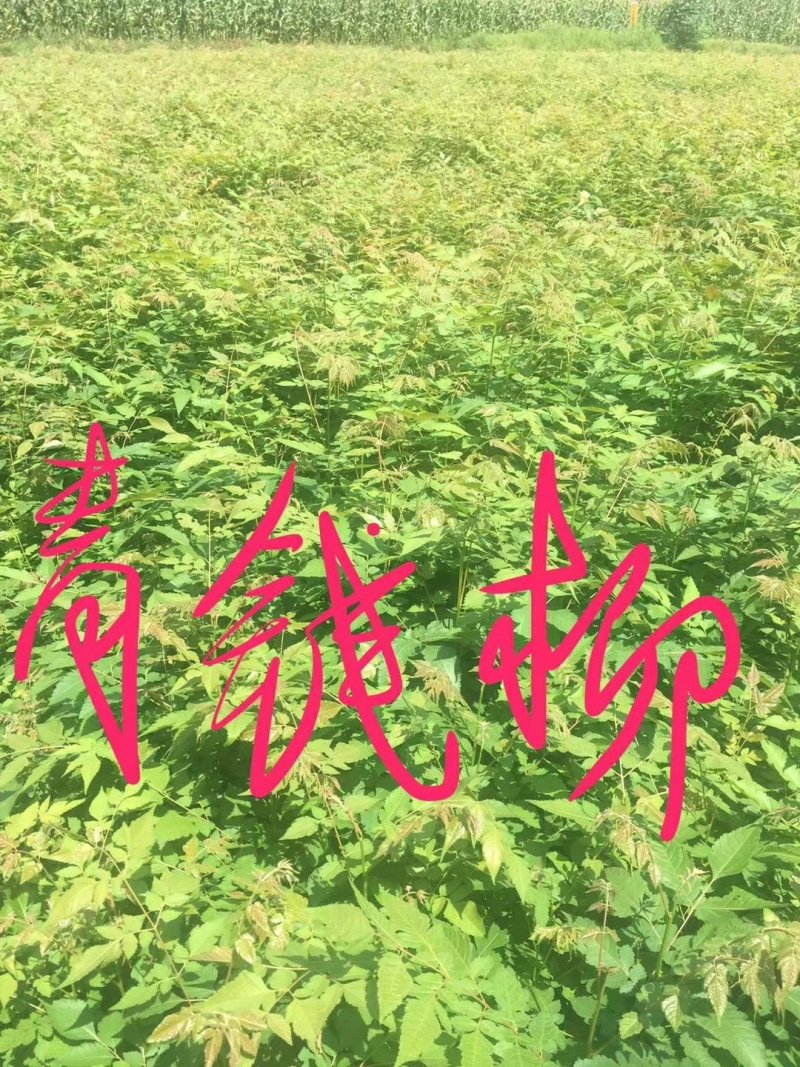 青钱柳高30公分，50公分，80公分，1米