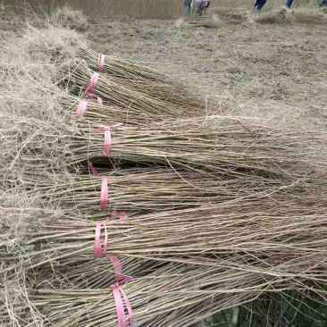 紫薇当年苗40公分，50公分，80公分，1米有货