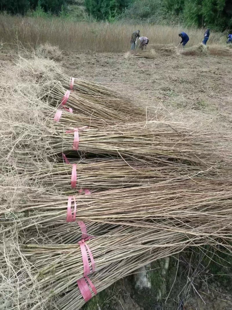 紫薇当年苗40公分，50公分，80公分，1米有货