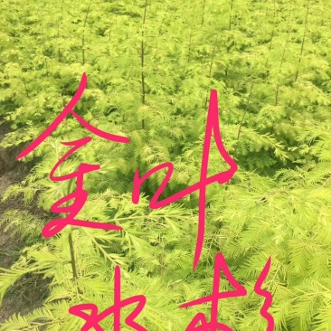 金叶水杉高30公分，50公分，80公分，1米，有货