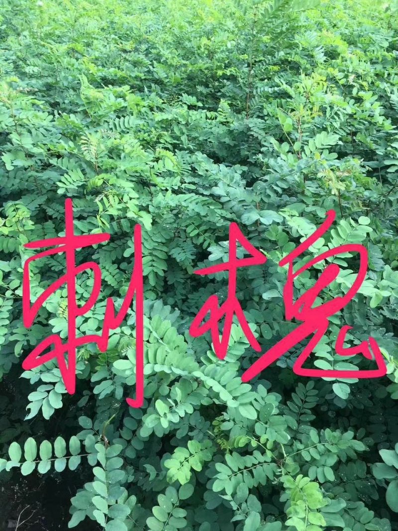 刺槐高30公分，50公分，80公分，1米有货