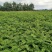 刺槐高30公分，50公分，80公分，1米有货