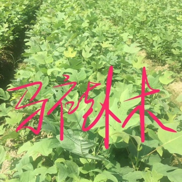 马褂木高30公分，50公分，80公分，1米有货