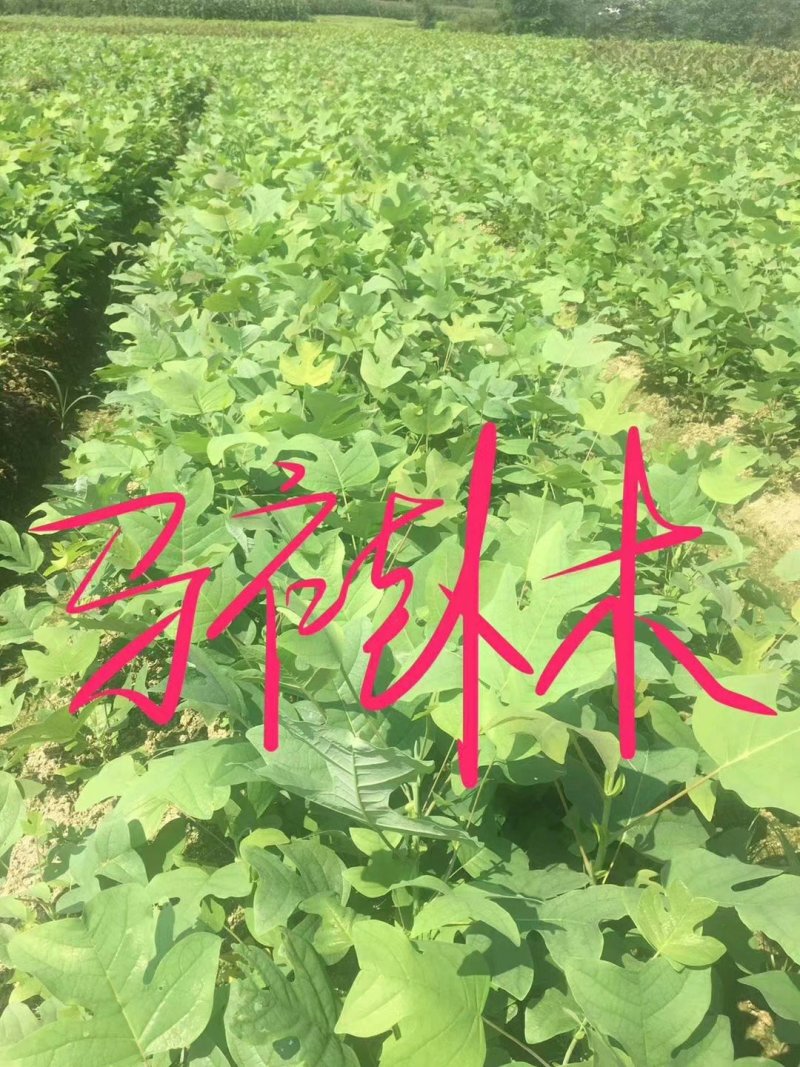 马褂木高30公分，50公分，80公分，1米有货