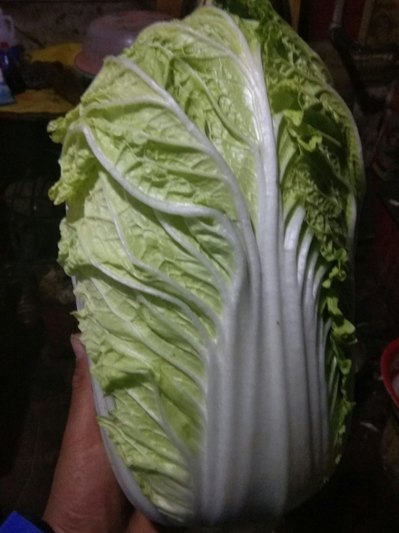韩国黄心菜黄心白菜一手货源交通便利电商市场货包装好