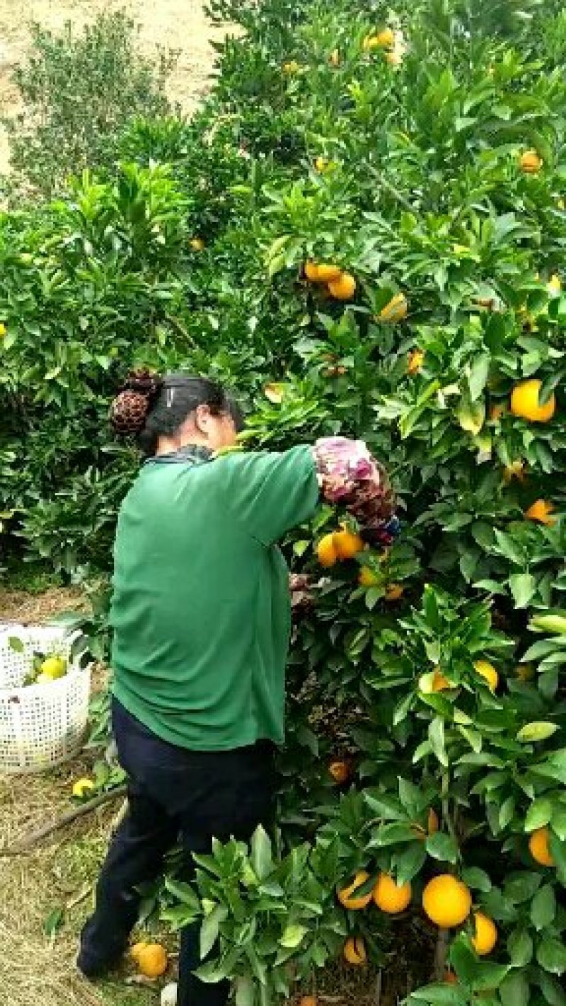 皮博口感好果汁多赣南脐橙正宗赣南脐橙精品脐橙产地果