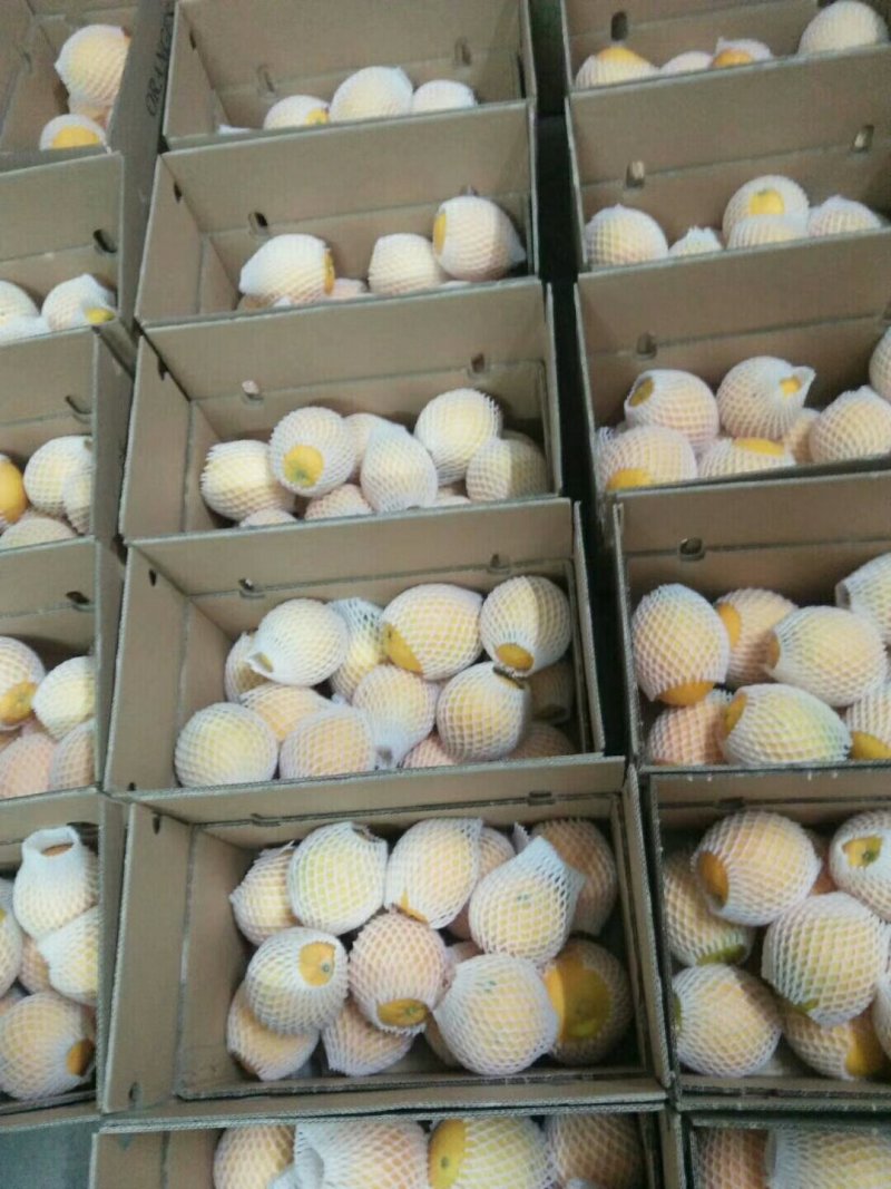 皮博口感好果汁多赣南脐橙正宗赣南脐橙精品脐橙产地果