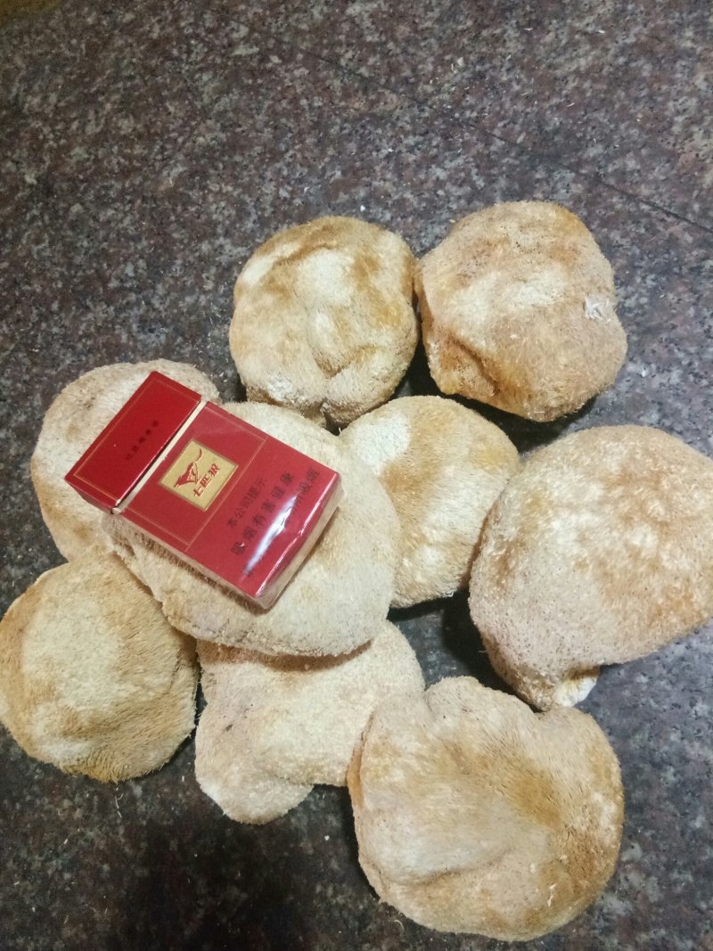 【优质】大个猴头菇大量批发全都是7公分以上欢迎选购