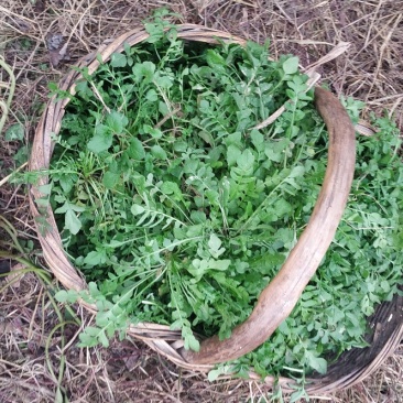 荠菜野生荠菜大量供应质量保证专业代收代购全国发货