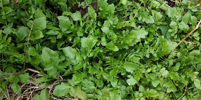 荠菜野生荠菜大量供应质量保证专业代收代购全国发货