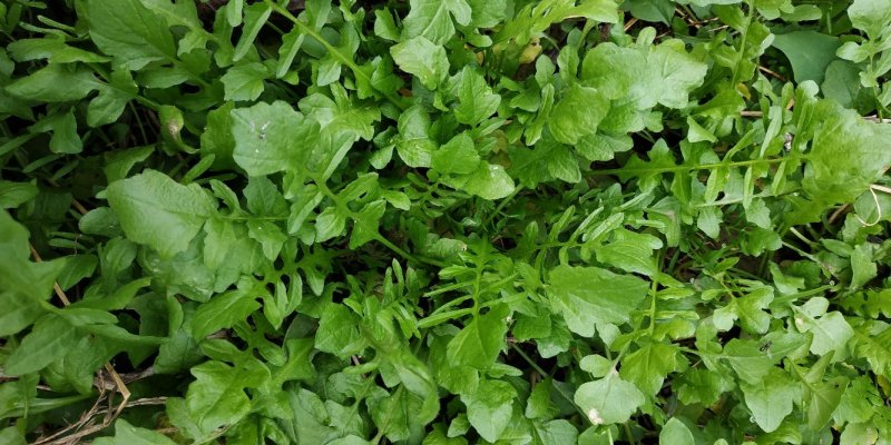 荠菜野生荠菜大量供应质量保证专业代收代购全国发货