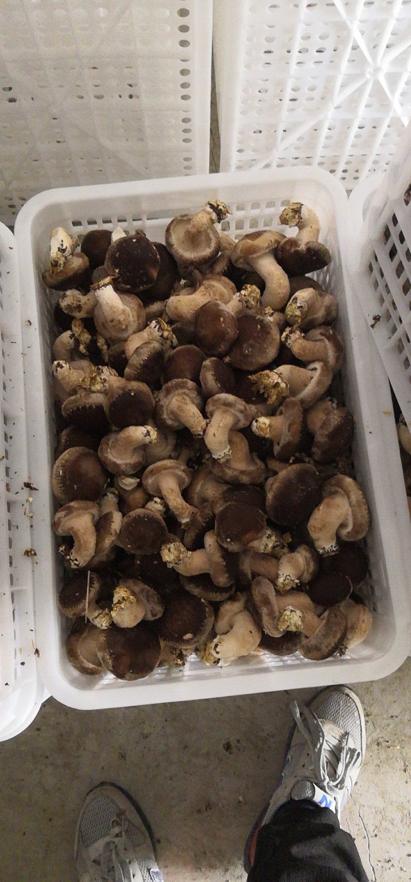 北方食用菌发源地（利东食用菌合作社）