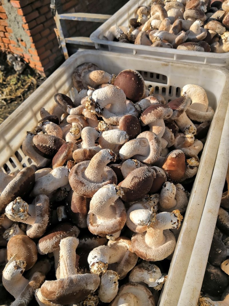 北方食用菌发源地（利东食用菌合作社）