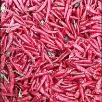 辽宁凌海干椒大量，品种有板椒和朝天椒