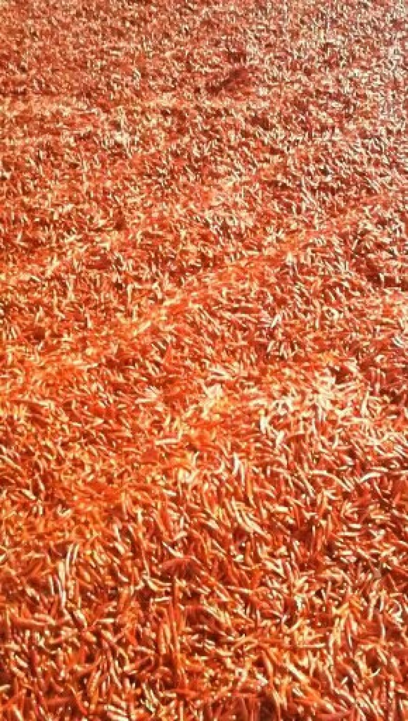 辽宁凌海干椒大量，品种有板椒和朝天椒