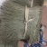 红薯粉条粉条