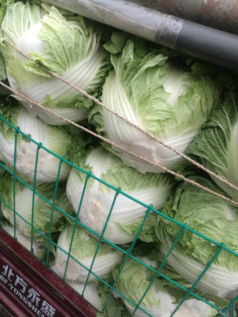 秦白二号大白菜，视频看货，全国发货