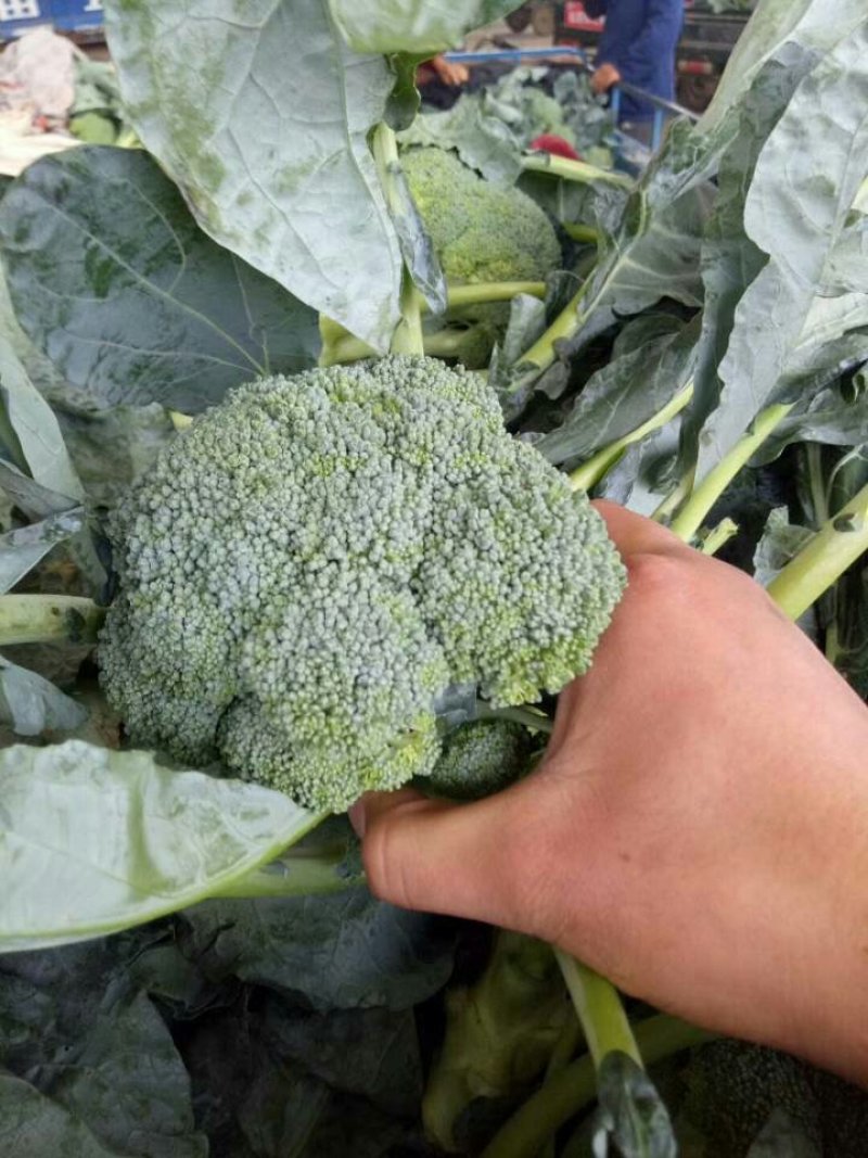 西兰花