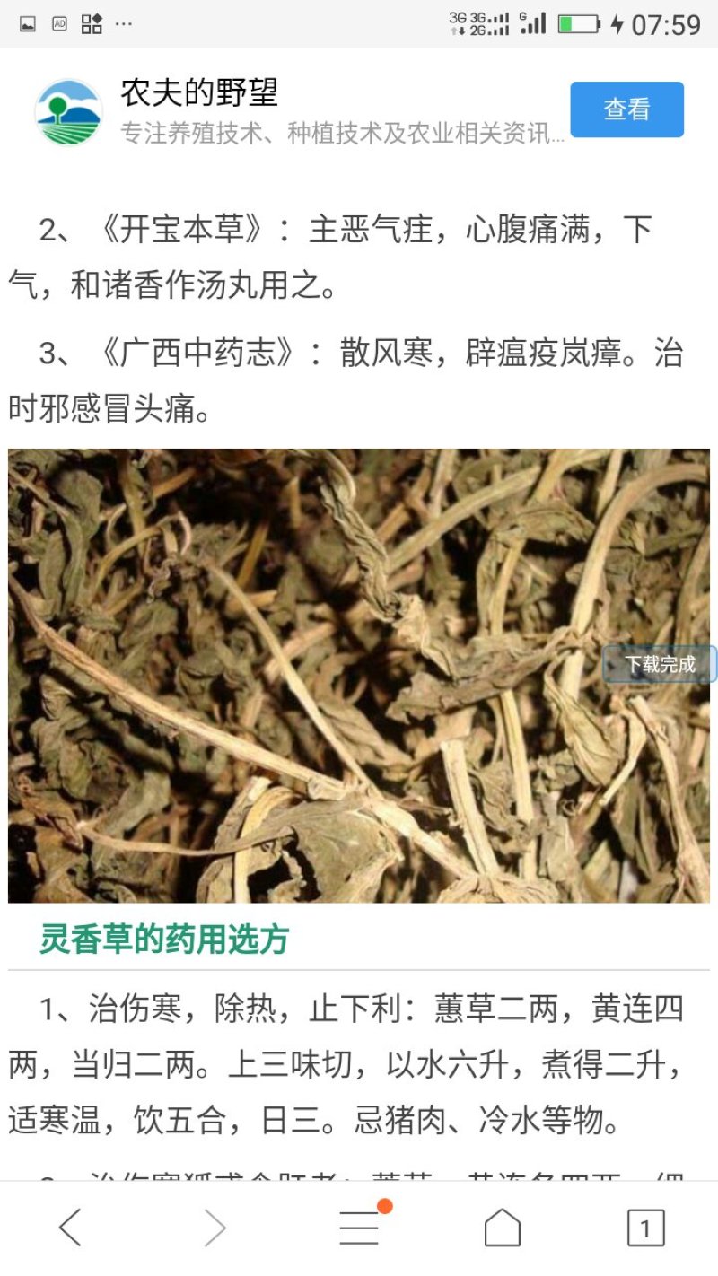 瑶山深山老林灵香草