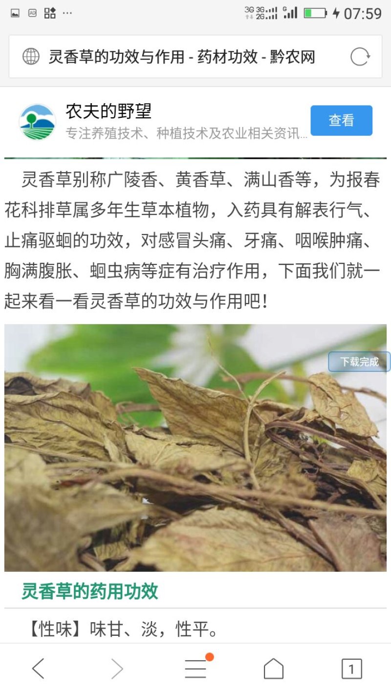 瑶山深山老林灵香草