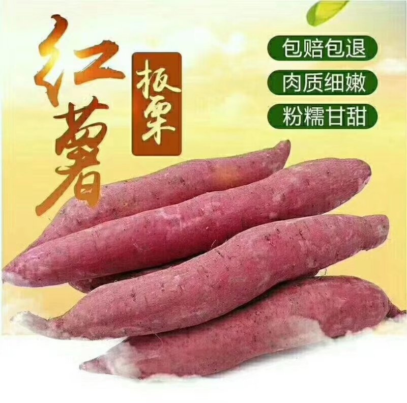 陕西板栗薯一件代发，招平台合作
