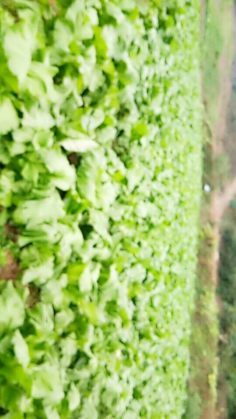 儿菜大量上市有需要的朋友联系