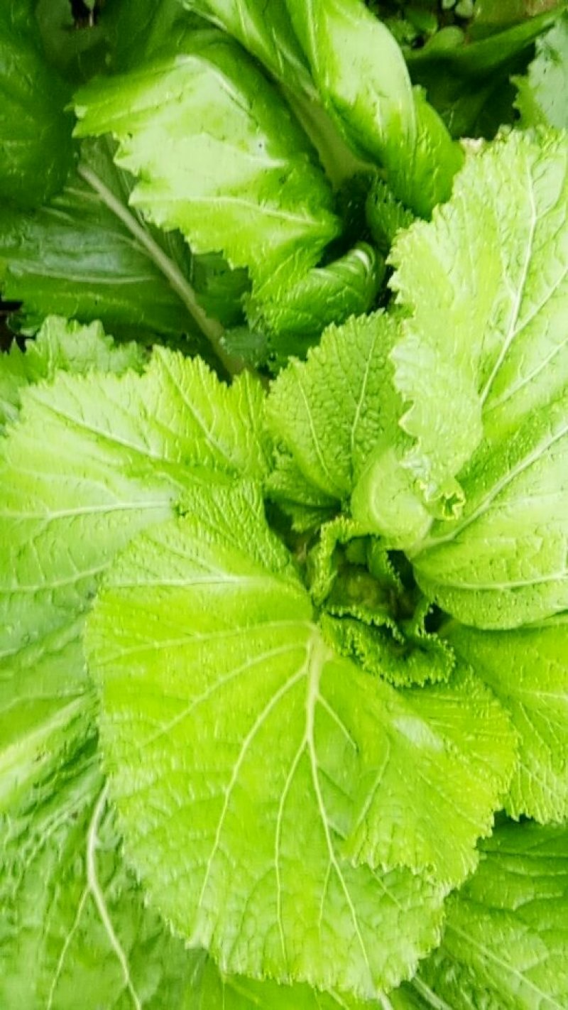 儿菜大量上市有需要的朋友联系
