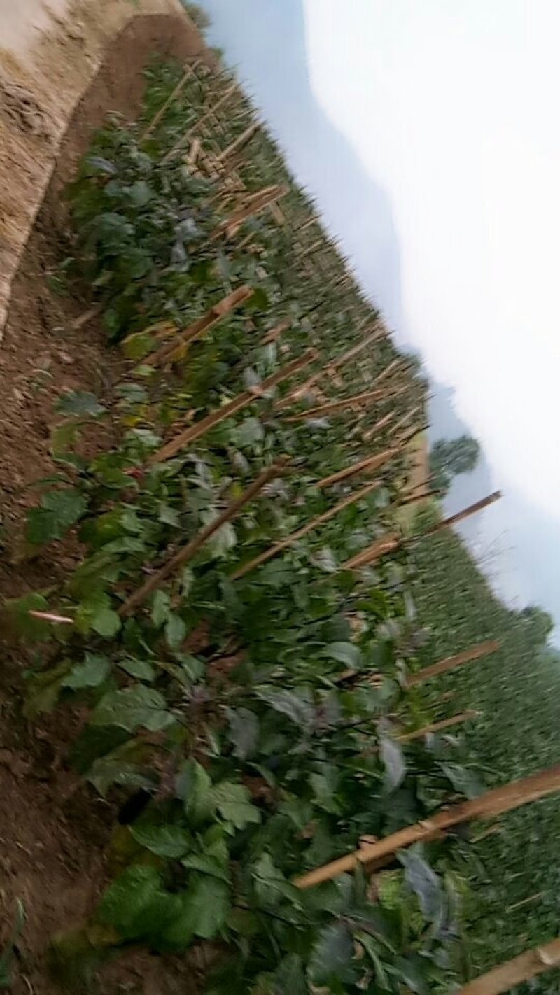 儿菜大量上市有需要的朋友联系