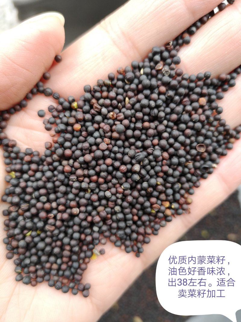 油菜籽