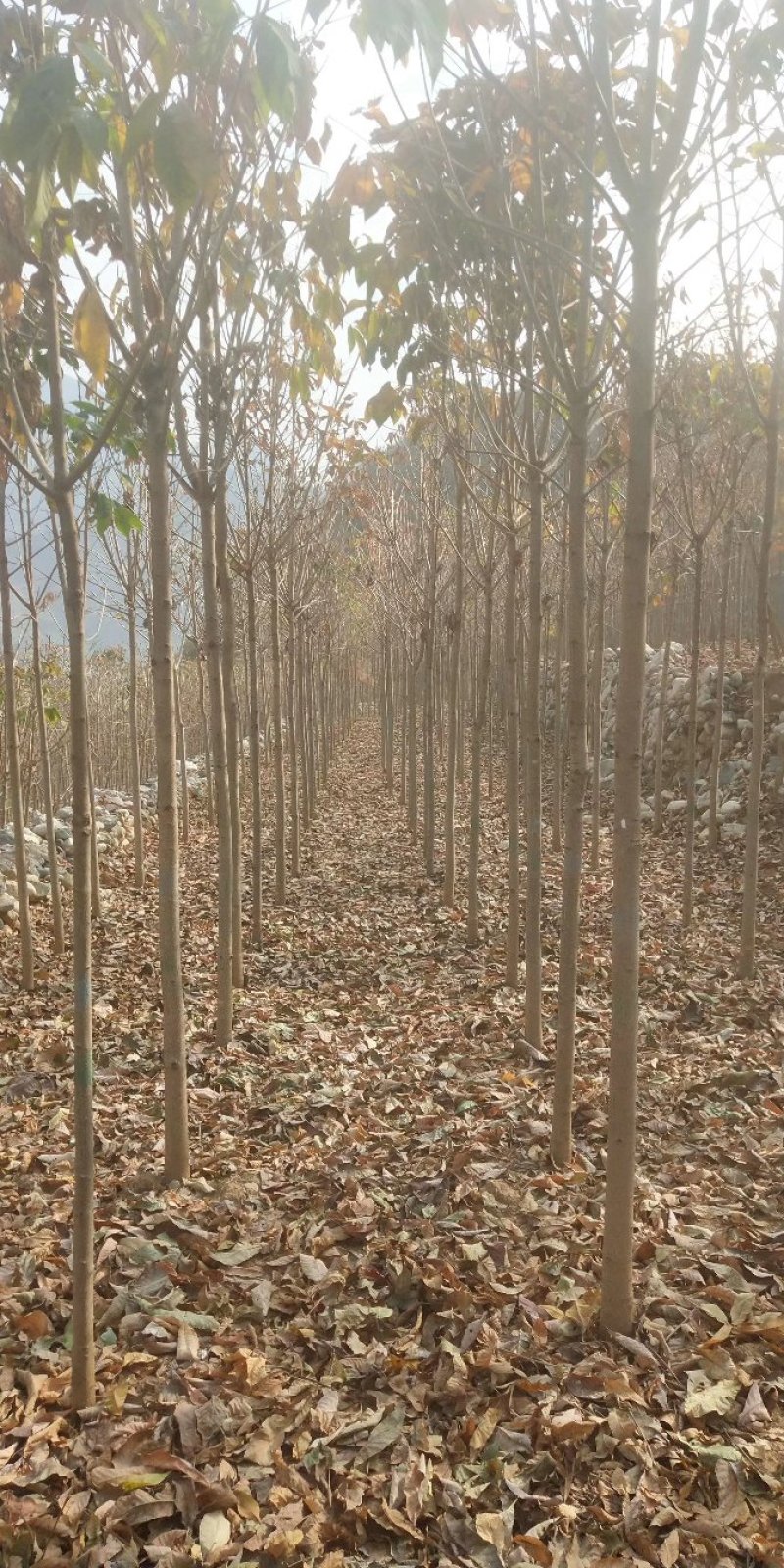 河南南阳供应各种规格七叶树，七叶树产地