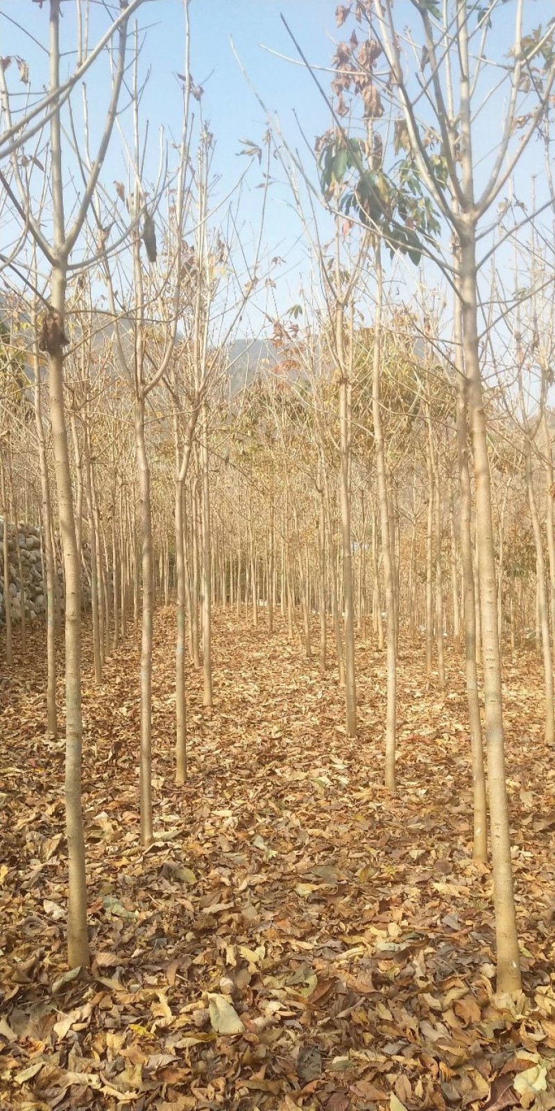 河南南阳供应各种规格七叶树，七叶树产地