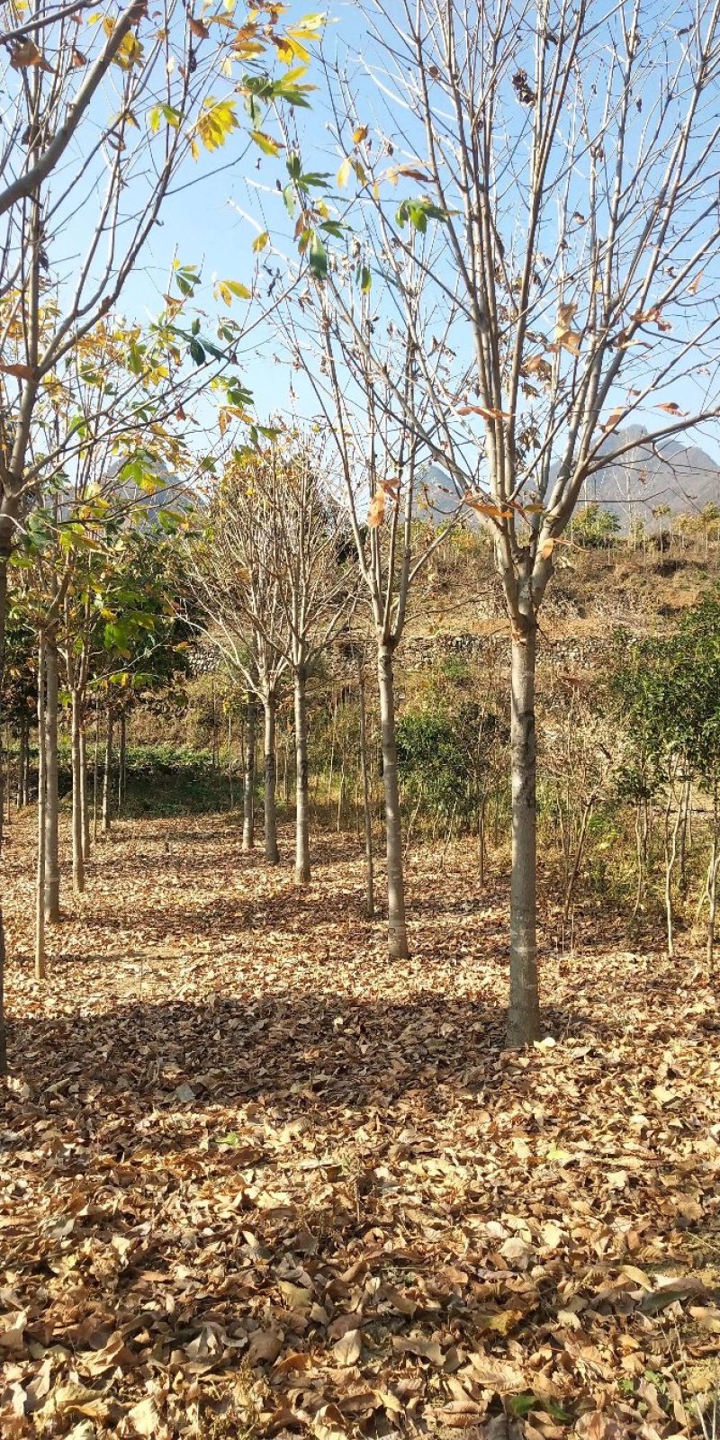 河南南阳供应各种规格七叶树，七叶树产地