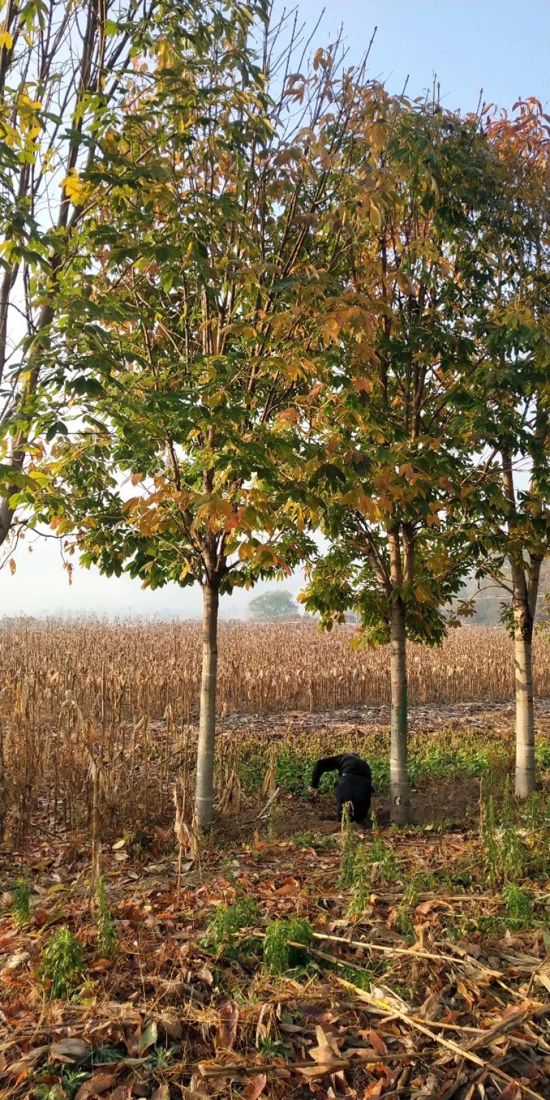 河南南阳供应各种规格七叶树，七叶树产地