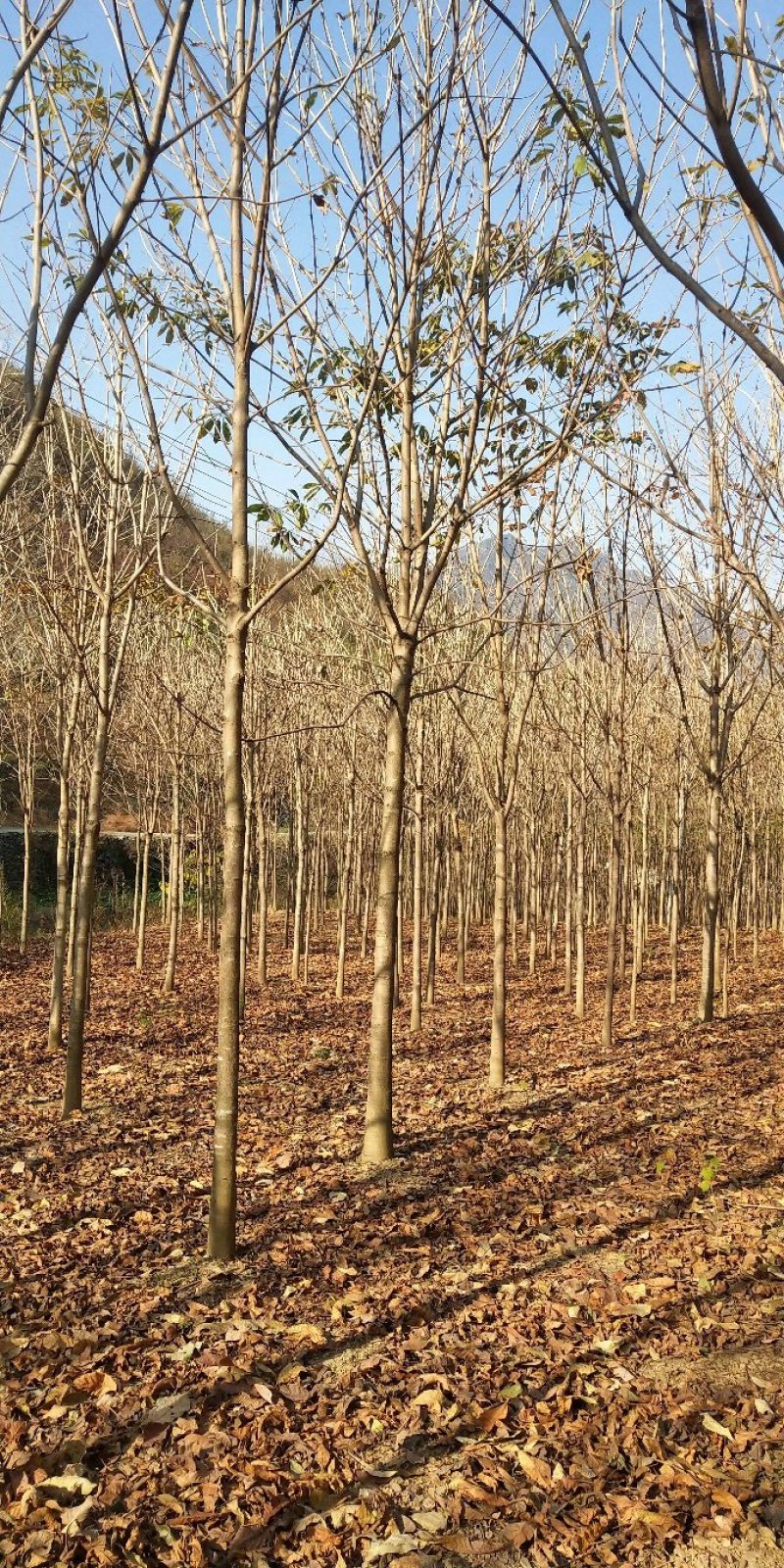 河南南阳供应各种规格七叶树，七叶树产地