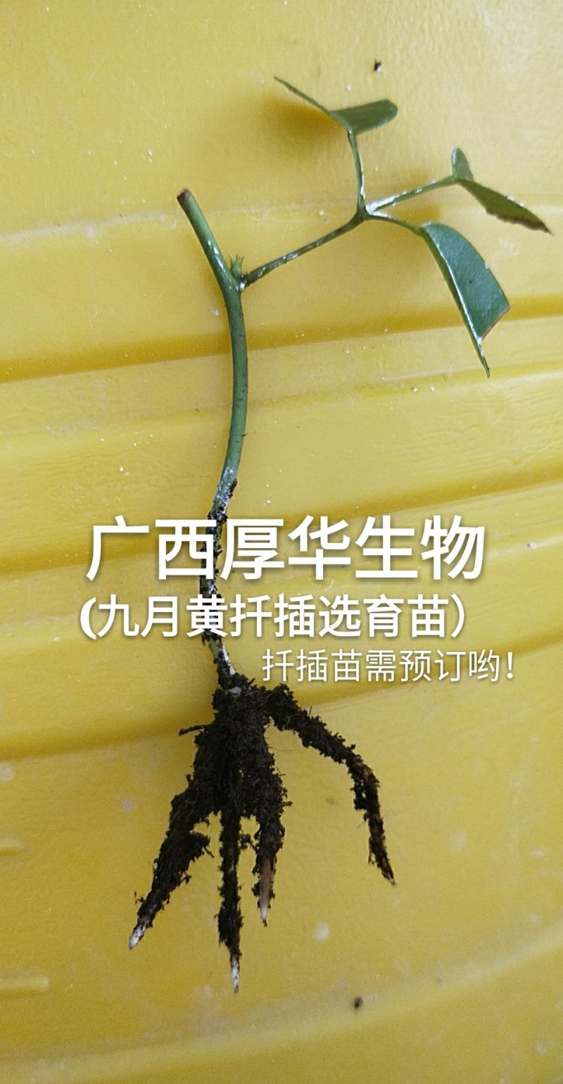 九月黄苗选育改良巨果新品种产量高耐储存耐运输