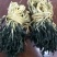 顶级矮脚白菜干